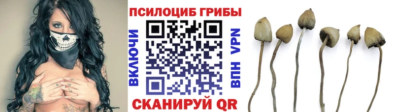 Купить где  Орехово-Зуево  Псилоцибиновые грибы MAGIC MUSHROOMS 